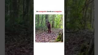 Un orangután en LIBERTAD [upl. by Jermaine]