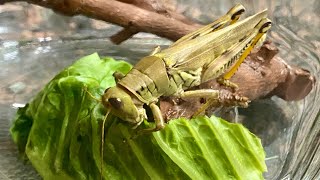 Grasshopper Pooping  Grasshopper Eating Lettuce  Grasshopper Jumping [upl. by Sorvats]