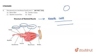 Sarcolemma is a membrane found over in [upl. by Gunar]