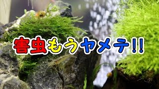 水槽の害虫を結構制してしまった？【水草ストック水槽】【Asellus hilgendorfi 】【Hydra】【snail】 [upl. by Alyat434]