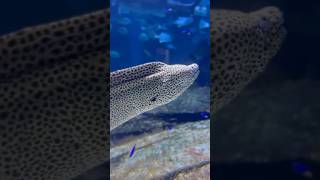 Moray eel morayeel [upl. by Ardnaid]