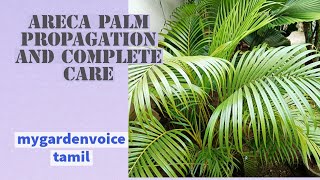 Areca palm propagation and complete caremygardenvoice tamilEnglish subtitle [upl. by Gnahc]