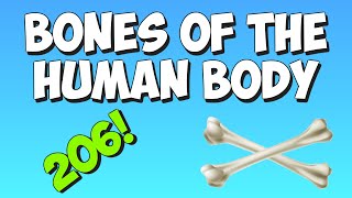 How many bones in a human body [upl. by Lucas]