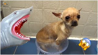 Chihuahua Overcomes Fear Of Sharks 🐕🦈 Super Dogs And Cats Reaction Videos Honest Audio 🐈 [upl. by Akemrej]