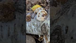 Blushing bracket or birch polypore fungi fungus [upl. by Ahsead]