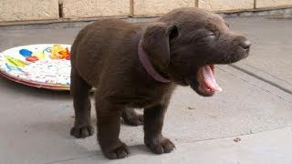 Cute Puppies Howling  GUARANTEED TO MAKE YOUR DOG HOWL 2018 [upl. by Clifton]