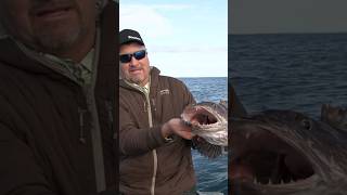 Keeper Ling Cod Caught in Yakutat Alaska with Glacier Bear Lodge fishing alaskafishing lingcod [upl. by Carnes]