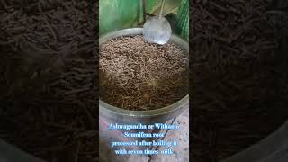 Ashwagandha or Withania Somnifera root processed with milk [upl. by Pentheam]