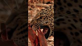 Angry Leopard sound Jaguar roar sound effectleopard leopardroarjaguarwildlife shortsjungle [upl. by Nannah]