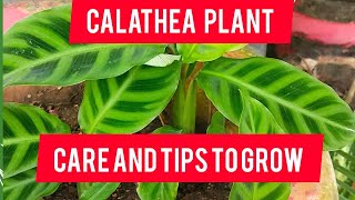 Calathea prayer plant  care and tips with complete informationAll about Calathea ytvideo [upl. by Pretrice739]