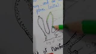 Phylum2 poriferasycom drawing tutorial invertebrate animal tutorial [upl. by Polinski]