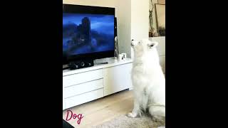 Crazy Dog Barking And Watching TV funny shorts dog [upl. by Gault]