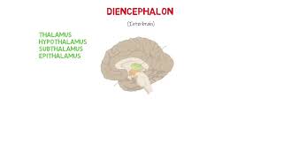 Diencephalon  Mins Education [upl. by Ariajay275]