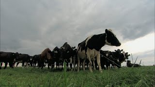 Benefits of Rotational Grazing MU Extension [upl. by Guendolen]