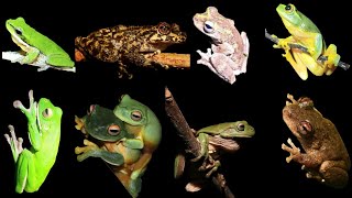 The most amazing TREE FROGS [upl. by Atteynek]