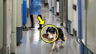 Hund rennt in Krankenhaus Krankenschwester bricht in Tränen aus als sie den Grund erkennt [upl. by Juana659]