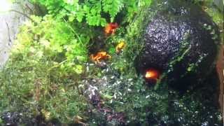 Golden mantella Mantella aurantiaca eating fruit flies [upl. by Deborah]