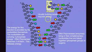 DNA Replication [upl. by Eirotal359]