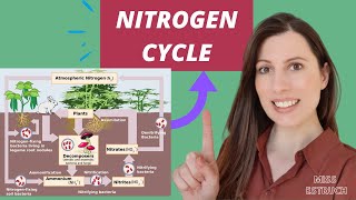 NITROGEN CYCLE A level biology AQA Saprobionts nitrogenfixing ammonification amp nitrification [upl. by Ahpla376]