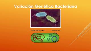 Microbiología General  Genética Bacteriana [upl. by Llewon]