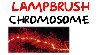 Lampbrush chromosomes [upl. by Grady928]