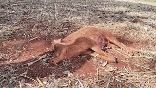 cachorrada na pegada top demaisabatedejavalibarbosajose [upl. by Sparks]