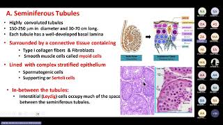 Male Reproductive System Prof Zeinab Abdelrehim [upl. by Rheims76]