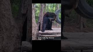 🐻A real bear Its really big  Theme Park  Zoo  travel vlog [upl. by Setiram]