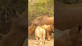 The Clash of Titans Rhino vs Lion  Strategies in the Wild [upl. by Nunes724]