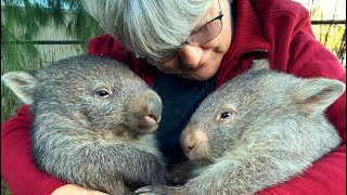 Her job is to nurse the cutest animals on the planet Wombats 😍 [upl. by Nahtnaoj]