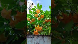 Brugmansia Suaveolens is commonly known as Angels Trumpet shorts [upl. by Goldwin]