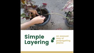 25 Lets Do It Simple Layering Method of Propagating Plants Asexually [upl. by Yennaiv836]