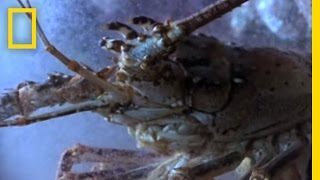 Bizarre Birth Baby Lobsters  National Geographic [upl. by Castera]