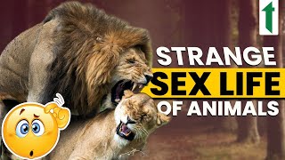 06 Animal Sex Facts You Might Not Know [upl. by Avi]