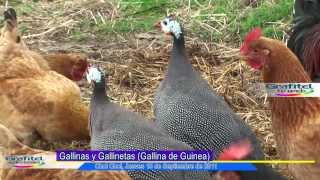 Gallineta o Gallina de Guinea [upl. by Sibbie]