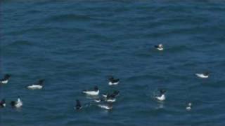 Puffins with raft of Razorbills [upl. by Aran869]