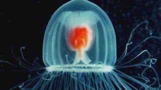 How to Live Forever Be a Jellyfish [upl. by Grosmark]