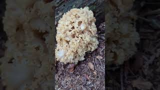 Cauliflower mushroom at central park [upl. by Pizor664]