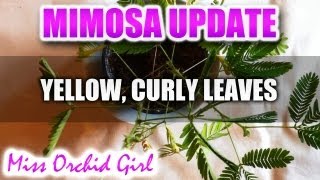 Mimosa Pudica Update  Yellow curly leaves [upl. by Ettevi]