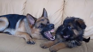 German Shepherd and Puppy Playing On Couch [upl. by Bathsheba194]