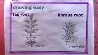 how to draw root systemdraw tap root and fibrous root [upl. by Zebe]