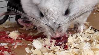 Chinchilla Delivers Bloody Placenta [upl. by Annoled43]