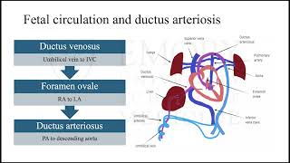 Patent Ductus Arteriosus in Late Pregnancy [upl. by Nylesoj]