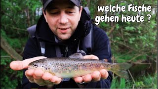 Angeln am Bach Forellenangeln am Bach Dropshot Ultralight Angeln Bachforellen Trout Fishing [upl. by Eux]