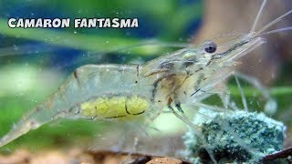 CAMARON FANTASMA Cuidados y Alimentación  Macrobrachium lanchesteri  AcuariosLP [upl. by Vivica475]