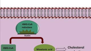 Mechanism of action of Statins [upl. by Annahpos306]