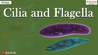 Cilia and Flagella  Class 11 Biology  Structural Organization of the Cell  iKen [upl. by Nahgaem]