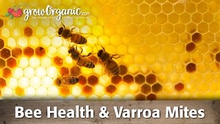 Bee Health amp Varroa Mites [upl. by Nosreffej]