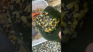 WATCH THIS  NAME A BETTER SPOD MIX HEMPMAIZEFLAKED MAIZE GOODNESS carpworld fox sonik braid [upl. by Brookhouse]