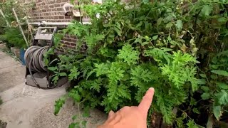 Citronella plants keep away Mosquitos [upl. by Shriner]